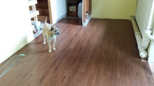 Murphy checking out the new laundry room floor 7-3-15