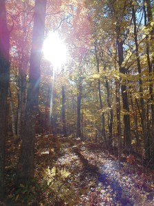 sunshine through the trees