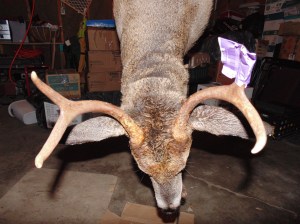 jeffs-deer-antlers-11-24-16