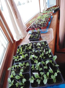 window-gardening-snowing-outside-4-12-16